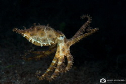 Octo-dance by Nadya Kulagina 